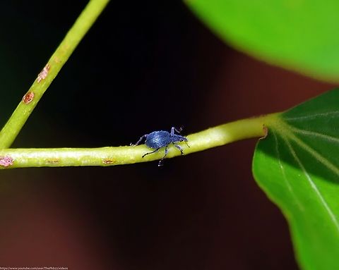 Weevil 'Oxystoma pomonae' I came across several of these weevils within a couple of days in late December, all in different spots within a couple of hundred metres radius from my house. I mention this because it appears previous records suggested adults of this weevil occur between April and late September. I was wearing shorts and a relatively light top most days at the time which is an indication of how unseasonally mild it was and perhaps a relevant explanation?

Locally common and sometimes most abundant in the south east corner of the UK, extending through to central England, few records exist to the west or further north.

Preferred habitat is fairly diverse, woodland where I found this specimen on Ivy with two mating nearby, waste ground, agricultural ground, road verges and other disturbed places.

That mating couple again appear to be going against the norm  "Reproduction begins in the spring and continues until the end of June" (UK Beetles)

The larvae develop in and feed on seed pods (in the UK likely to be one of various Vetches) passing through three instars, usually pupating in July.

One wonders the mating taking place is likely to successfully result in a new generation, given the time of year?

2.5-3.6mm in length Oxystoma pomona "is distinguished among our fauna by its metallic blue or bluish-green metallic lustre" (UK Beetles) Geotagged,Oxystoma pomonae,United Kingdom,Winter
