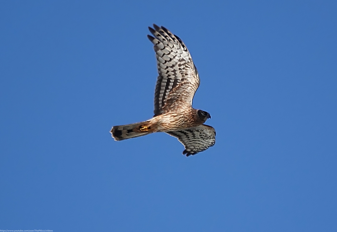 Hen Harrier (Circus cyaneus) I only took this photo as an instinctive reaction when a single bird among a flock of gulls struck me as being a little darker than expected. <br />
<br />
It was a full 24hrs before I casually downloaded the days photos and realised it as a Hen Harrier, one of the UK&#039;s rarest birds of prey.  Driven to extinction in mainland Britain in the 19th century, since recolonising England in the 1960s they have remained rare due to illegal persecution and disturbance, particularly on grouse moors where some gamekeepers view them as a threat to their grouse stocks. This species is strictly protected under Schedule 1 of the Wildlife and Countryside Act 1981 and The Nature Conservation (Scotland) Act 2004 and are included on the Red List of UK birds of conservation concern. However, since killings tend to occur away from public view, prosecutions for their slaughter are few.<br />
<br />
However, even though as recently as 2013 there were no breeding pairs in the UK, 54 nests were recorded in 2023 with 141 chicks successfully fledged, so progress is hopefully being made.<br />
<br />
The winter population is sometimes boosted by immigrants from northern &amp; central Europe, the total population reaching no more than 750 birds in the best years, which puts into perspective how fortunate this sighting was.<br />
<br />
The Hen harrier male is distinctive, being silver-grey on top and white underneath, with a white rump and black wingtips.  Females like this individual are dark brown with lighter markings on the wing and have a long grey-brown tail with dark bands from which the description &#039;ringtail&#039; derives. They too have a white rump. <br />
<br />
Hen harriers live in open areas with low vegetation, feeding on small birds and mammals such as Meadow Pipits and voles, but are known to tackle species up to the size of hares and gamebirds. The summer breeding season is spent in upland areas such as heather moorlands and young conifer plantations.  In winter they move to lowland marshes, fenland, farmland and coastal regions.<br />
<br />
Hen harriers arrive back on their breeding grounds in March or April and the males soon begin to indulge in spectacularly aerobatic display in order to attract a female and for this reason they sometimes go by the description &#039;Skydancers&#039;,<br />
<br />
Long may they continue to do so. Circus cyaneus,Geotagged,Hen harrier,United Kingdom,Winter