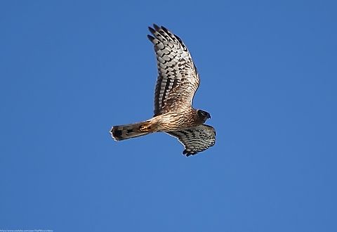 Hen Harrier (Circus cyaneus) I only took this photo as an instinctive reaction when a single bird among a flock of gulls struck me as being a little darker than expected. 

It was a full 24hrs before I casually downloaded the days photos and realised it as a Hen Harrier, one of the UK's rarest birds of prey.  Driven to extinction in mainland Britain in the 19th century, since recolonising England in the 1960s they have remained rare due to illegal persecution and disturbance, particularly on grouse moors where some gamekeepers view them as a threat to their grouse stocks. This species is strictly protected under Schedule 1 of the Wildlife and Countryside Act 1981 and The Nature Conservation (Scotland) Act 2004 and are included on the Red List of UK birds of conservation concern. However, since killings tend to occur away from public view, prosecutions for their slaughter are few.

However, even though as recently as 2013 there were no breeding pairs in the UK, 54 nests were recorded in 2023 with 141 chicks successfully fledged, so progress is hopefully being made.

The winter population is sometimes boosted by immigrants from northern & central Europe, the total population reaching no more than 750 birds in the best years, which puts into perspective how fortunate this sighting was.

The Hen harrier male is distinctive, being silver-grey on top and white underneath, with a white rump and black wingtips.  Females like this individual are dark brown with lighter markings on the wing and have a long grey-brown tail with dark bands from which the description 'ringtail' derives. They too have a white rump. 

Hen harriers live in open areas with low vegetation, feeding on small birds and mammals such as Meadow Pipits and voles, but are known to tackle species up to the size of hares and gamebirds. The summer breeding season is spent in upland areas such as heather moorlands and young conifer plantations.  In winter they move to lowland marshes, fenland, farmland and coastal regions.

Hen harriers arrive back on their breeding grounds in March or April and the males soon begin to indulge in spectacularly aerobatic display in order to attract a female and for this reason they sometimes go by the description 'Skydancers',

Long may they continue to do so. Circus cyaneus,Geotagged,Hen harrier,United Kingdom,Winter
