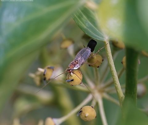 Variable Cockroach 'Planuncus tingitanus s.l.' To understand the curiously complex complexities of the 'Planuncus tingitanus' complex as written by a simpleton, I highly recommend you read the accompanying text to this video!  

I'm not sure I could wrap my head around it all again!

https://www.youtube.com/watch?v=tDN9KCWBk-A

 Fall,Geotagged,Planuncus tingitanus s.l.,United Kingdom