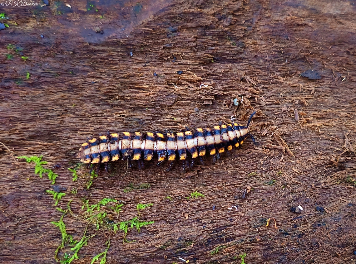 Python Millipede (Nyssodesmus python) Had I trodden on this 4 inch millipede as I made my way through the rainforest, it&#039;s very possible it would have carried on its merry way, after I had passed by.<br />
<br />
How so? <br />
<br />
Find out by reading the accompanying commentary to this video: <section class="video"><iframe width="448" height="282" src="https://www.youtube-nocookie.com/embed/_TYRurdtomY?hd=1&autoplay=0&rel=0" frameborder="0" allowfullscreen></iframe></section> Costa Rica,Geotagged,Nyssodesmus python,Winter