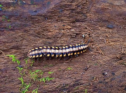 Python Millipede (Nyssodesmus python) Had I trodden on this 4 inch millipede as I made my way through the rainforest, it's very possible it would have carried on its merry way, after I had passed by.

How so? 

Find out by reading the accompanying commentary to this video: https://www.youtube.com/watch?v=_TYRurdtomY Costa Rica,Geotagged,Nyssodesmus python,Winter