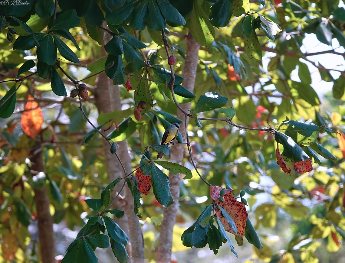 Grey-capped Flycatcher (Myiozetetes granadensis) Although this flycatcher is known for peching in rather conspicious places, that doesn't mean it's always easy to spot, given how well it's camouflaged when it perches in places like this!<br />
<br />
Learn more about this 'Tyrant flycatcher' here: <section class="video"><iframe width="448" height="282" src="https://www.youtube-nocookie.com/embed/xluXLBLrrQs?hd=1&autoplay=0&rel=0" frameborder="0" allowfullscreen></iframe></section>                            Costa Rica,Geotagged,Grey-capped flycatcher,Myiozetetes granadensis,Winter