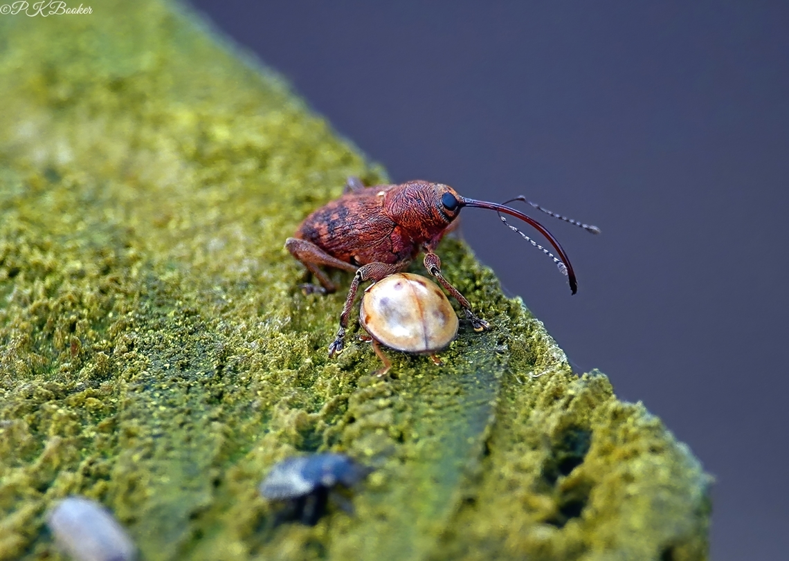 Acorn Weevil (Curculio glandium) This is a quite extraordinary-looking female Acorn weevil.<br />
<br />
Just as extraordinary is the lifecycle of this weevil and in particular, the lengths (literally) the hard-working female has to go to to perpetuate the species.<br />
<br />
You must be intrigued by now?<br />
<br />
All the answers accompany this video, here  <section class="video"><iframe width="448" height="282" src="https://www.youtube-nocookie.com/embed/7nab0fcSIkg?hd=1&autoplay=0&rel=0" frameborder="0" allowfullscreen></iframe></section> Acorn weevil,Curculio glandium,Geotagged,United Kingdom,Winter