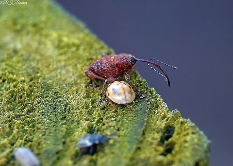 Acorn Weevil (Curculio glandium) This is a quite extraordinary-looking female Acorn weevil.

Just as extraordinary is the lifecycle of this weevil and in particular, the lengths (literally) the hard-working female has to go to to perpetuate the species.

You must be intrigued by now?

All the answers accompany this video, here  https://www.youtube.com/watch?v=7nab0fcSIkg Acorn weevil,Curculio glandium,Geotagged,United Kingdom,Winter
