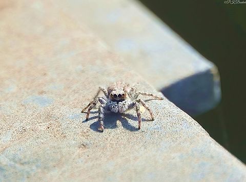 Menemerus semilimbatus This gorgeous-looking thing is a relatively large-sized Jumping spider (Salticidae) the female measuring in at 8 to 9 mm, the male slightly smaller at 7 to 8.5 mm.

There are literally thousands of species of Jumping spiders. Not only are they particularly cute, they also have a reputation for possessing a relatively well-developed strategic intelligence.                

M. semilimbatus females have a grey to brown abdomen with white and black spots and white fluffy hair on the edges.
The carapace is similar but darker and with white spots on top.The eyes are forward-facing with a small patch of orange hairs either side.
The legs are light brown with darker orange/brown rings and patches. The palps are covered with long & white fluffy hairs.

The males are very similar but have larger front legs and lack the ornage patches near the eyes.

Not native to the UK this is predominantly a Mediterranean species but is also found in other parts of the continent, Asia, Africa, a few US States and a few South American countries.

 Fall,Geotagged,Italy,Menemerus semilimbatus