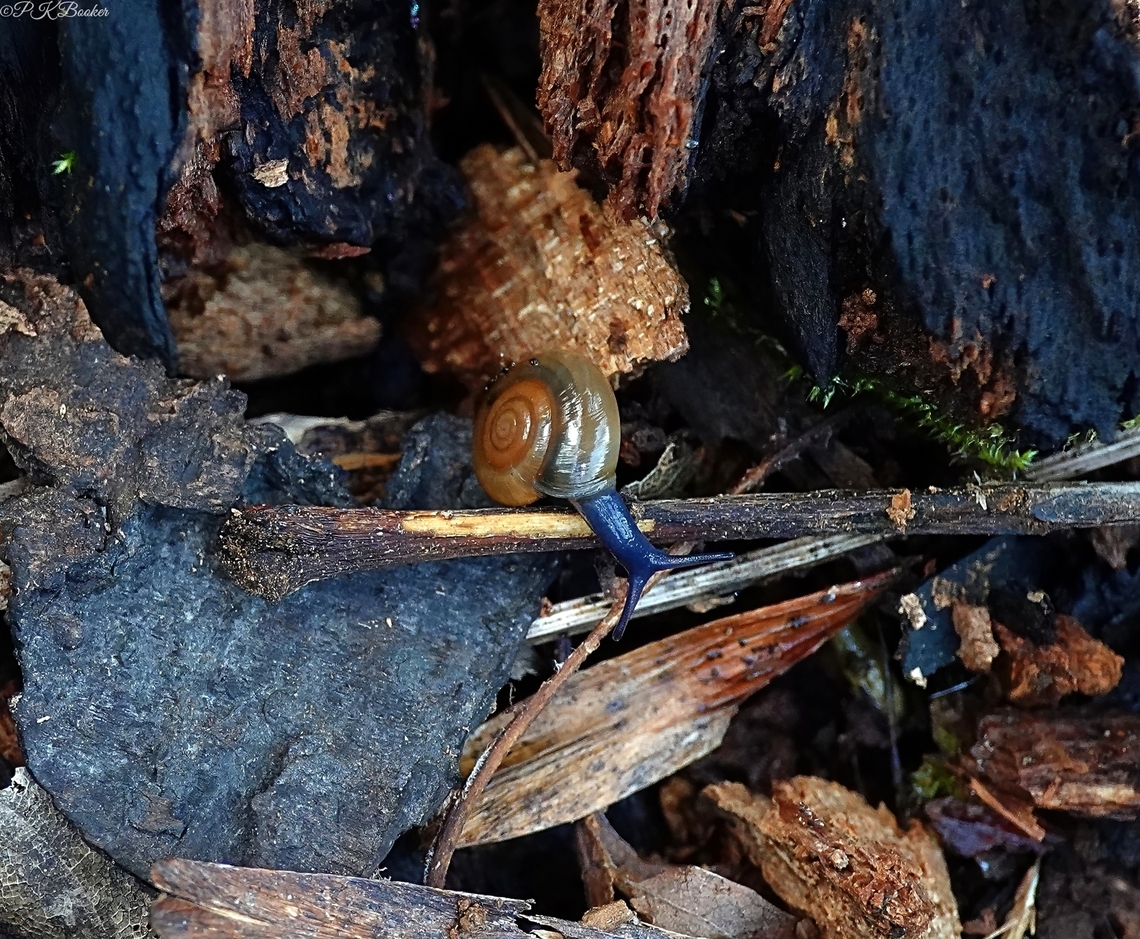 Draparnauds Glass snail (Oxychilus draparnaudi) There are four British species of glass snail and measuring around 15mm this is the largest.<br />
<br />
Glass snails are named after the appearance of their shiny, fragile and translucent shells when alive, although O. draparnaudi has a waxier shell than others in the genus<br />
<br />
Given their slamm size, glass snails are effective predators and almost exclusively carnivorous, feeding on other snails and slugs, their eggs, earthworms and dead insects.<br />
<br />
Originally inhabitants of humid deciduous forests, in the UK they are more likely to be found under leaf litter or stones in gardens and other anthropogenous areas, such as green houses and compost heaps for which their flattened shells are perfect. Draparnaud's Glass Snail,Geotagged,Oxychilus draparnaudi,United Kingdom,Winter