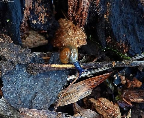 Draparnauds Glass snail (Oxychilus draparnaudi) There are four British species of glass snail and measuring around 15mm this is the largest.

Glass snails are named after the appearance of their shiny, fragile and translucent shells when alive, although O. draparnaudi has a waxier shell than others in the genus

Given their slamm size, glass snails are effective predators and almost exclusively carnivorous, feeding on other snails and slugs, their eggs, earthworms and dead insects.

Originally inhabitants of humid deciduous forests, in the UK they are more likely to be found under leaf litter or stones in gardens and other anthropogenous areas, such as green houses and compost heaps for which their flattened shells are perfect. Draparnaud's Glass Snail,Geotagged,Oxychilus draparnaudi,United Kingdom,Winter