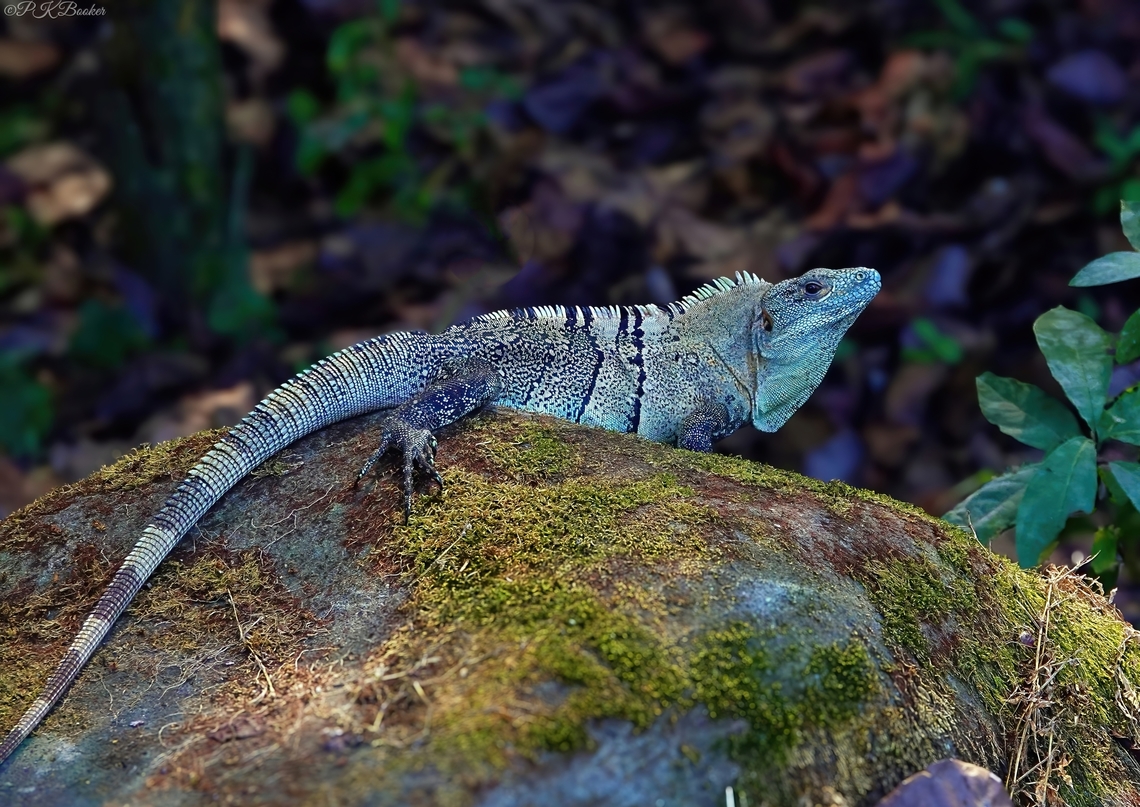 Black Spiny-tailed Iguana (Ctenosaura similis) I know what you&#039;re thinking - this Iguana doesn&#039;t look particularly black? And of course you&#039;re right, because colours can be significantly variable even among individuals of the same population. However they all have distinctively black, keeled scales on their long spiny tails which gives them their common name and black polka-dot patterns on their legs.<br />
<br />
Ctenosaura similis can be found throughout central America from the southernmost part of Mexico to the northernmost extremes of Columbia, but most commonly in Coasta Rica and Panama. They can be found in a range of habitats from dry  and wet forests to open terrains such as savanna, grassland, and shrubland. They can also be found on sandy beaches, in coastal lagoons, marshes, and near urban areas.<br />
<br />
This is a social, colony-living and territorial Iguana, most happy where there are rocks on which to bask, crevices in which to hide and trees into which they can climb with surprising agility. <br />
<br />
This agility also extends to their speed on the the ground. This is the fastest lizard in the world, capable of speeds of over 20mph.       <br />
<br />
Despite their fearsome appearance adults are mostly herbivores, occasionally taking small animals and eggs, while juveniles tend to spend their time licking insects from the ground.<br />
<br />
Reproduction occurs in the spring. Within 8 to 10 weeks of mating, the female digs a nest and lays a clutch of up to 30 eggs. When the eggs hatch 90 days later the hatchlings dig their own way out of the sand. <br />
<br />
Other common names assigned to this Iguana include Gray&rsquo;s Spiny-tailed Iguana, Black Iguana, Spiny-tailed Iguana, Scaly-tailed Iguana &amp; Wish Willy.<br />
<br />
I bet you&#039;re just dying to know where that last name came from?<br />
<br />
Never fear - PK&#039;s here.<br />
<br />
Wish-willy is the name given to this Iguana by the Creole people of Belize, known as Kriols. Black Spiny-tailed Iguana,Costa Rica,Ctenosaura similis,Geotagged,Winter