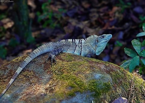 Black Spiny-tailed Iguana (Ctenosaura similis) I know what you're thinking - this Iguana doesn't look particularly black? And of course you're right, because colours can be significantly variable even among individuals of the same population. However they all have distinctively black, keeled scales on their long spiny tails which gives them their common name and black polka-dot patterns on their legs.

Ctenosaura similis can be found throughout central America from the southernmost part of Mexico to the northernmost extremes of Columbia, but most commonly in Coasta Rica and Panama. They can be found in a range of habitats from dry  and wet forests to open terrains such as savanna, grassland, and shrubland. They can also be found on sandy beaches, in coastal lagoons, marshes, and near urban areas.

This is a social, colony-living and territorial Iguana, most happy where there are rocks on which to bask, crevices in which to hide and trees into which they can climb with surprising agility. 

This agility also extends to their speed on the the ground. This is the fastest lizard in the world, capable of speeds of over 20mph.       

Despite their fearsome appearance adults are mostly herbivores, occasionally taking small animals and eggs, while juveniles tend to spend their time licking insects from the ground.

Reproduction occurs in the spring. Within 8 to 10 weeks of mating, the female digs a nest and lays a clutch of up to 30 eggs. When the eggs hatch 90 days later the hatchlings dig their own way out of the sand. 

Other common names assigned to this Iguana include Gray’s Spiny-tailed Iguana, Black Iguana, Spiny-tailed Iguana, Scaly-tailed Iguana & Wish Willy.

I bet you're just dying to know where that last name came from?

Never fear - PK's here.

Wish-willy is the name given to this Iguana by the Creole people of Belize, known as Kriols. Black Spiny-tailed Iguana,Costa Rica,Ctenosaura similis,Geotagged,Winter