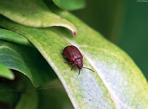 Hawthorn Leaf Beetle (Lochmaea crataegi) These small Leaf beetles (Size:3.7-5.5mm) emerges fairly early in the year a week or two before Hawthorn blossom start to open, having overwintered as adults. This is usually from April, but can be earlier as seen with this individual. They then feed on the pollen as soon as the flowers open, and later on the leaves.

They may also feed on other blossom before Hawthorn is ready.

Mating occurs in the spring, after which the overwintered adults die leading to a lull in numbers in the early summer. The next generation then emerges in August and September before overwintering in the soil and commencing the cycle once again.

Reddish brown throughout with longitudinal black marks varying in size and intensity on the elytra. The head, thorax and elytra are all significantly punctured, the latter two more densely than the head.

In the UK Lochmaea crataegi is reasonably common in southern and central England (but mostly coastal in the west) appearing on a more localised basis further north.
 Geotagged,Lochmaea crataegi,Summer,United Kingdom