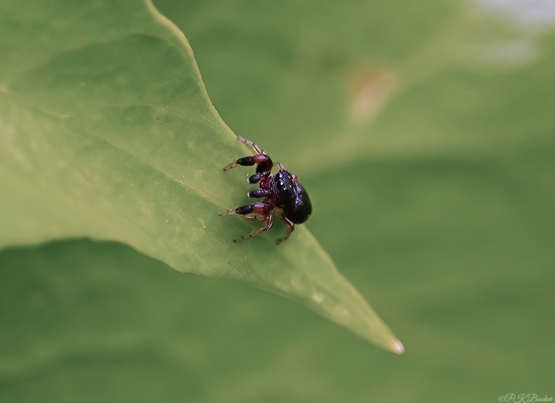 Oak Jumping Spider (Ballus chalybeius) This was a pleasant first discovery in my garden, today (1/05/24) a locally common species in the south east of England, but otherwise nationally scarce.<br />
<br />
A fairly small jumping spider, females measure 3 to 4 mm, males 2.5 to 3.5 mm.<br />
<br />
This male is displaying the usual black-brown with light markings over the carapace and abdomen. The legs pale with a black spiral pattern. The front pair are greatly thickened have a distinctive red section. The palps are black-brown with white hairs at the tip.<br />
<br />
The female is similar but more brown than black and without the red section on the front legs.<br />
<br />
Ballus chalybeius favours a woodland habitat where it spins a retreat on the upper surface of leaves of bushes and young trees, particularly Oak. In fact this species is unusual in that it can only be found in trees and bushes, not on the ground or man-made constructions.<br />
<br />
Adults are found mainly from late spring to mid-summer.<br />
<br />
<br />
              Ballus chalybeius,Geotagged,Spring,United Kingdom