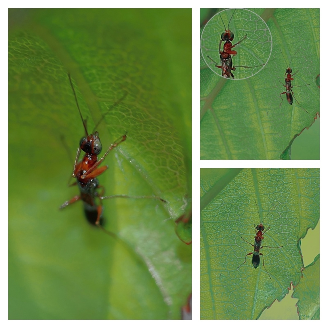 Pincer Wasp (Dryinus collaris) This is a rare species in both Europe &amp; the UK, with just 3 previous records on the UK national database at present.<br />
<br />
Pincer wasps form the family &#039;Drydinidae&#039; in the Superfamily Chrysidoidea (Cuckoo Wasps &amp; allies).<br />
<br />
Look closely at the photograph of this female (magnified above).<br />
<br />
She has mantid-like forelegs with specially adapted flanged fore-tarsi, large eyes and a head that swivels in much the way a Mantid would. This allows her all round vision while waiting patiently for her prey to pass by. The male does not have these pincer-like claws.<br />
<br />
Parasitoids predominently of the Ivy-eating planthopper Issus coleoptratus, she uses those pincers to pin her victim down while inserting an egg just under its cuticle, usually on the thorax.<br />
<br />
When the larva emerge, to protect themselves while their host continues to move around and feed, they form a hard casing called a &#039;Thylacium&#039;. Within this casing they feed on the hemolymphb (blood) and muscle tissue of the host.<br />
<br />
Eventually the host dies and the larva continues to feed on the carcass before spinning a flat cellophane-like cocoon within which it pupates and emerges as an adult to start the process anew.<br />
 Dryinus collaris,Geotagged,United Kingdom