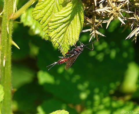 Alloplasta piceater Alloplasta piceator is an ichneumonid from the subfamily Banchinae, active in late spring around deciduous trees.

In the UK it's little recorded, with previous confirmed sightings from the north of England and South Wales, only.

The relatively short ovipositor and largely red metasoma (the abdomen beyond the first segment) are useful features for recognising A. piceator within the ichneumonid subfamily Banchinae and separate it from the only other British species of Alloplasta, A. plantaria, which has a very different colour pattern, mainly black with some white markings.

As with all other species of Banchinae, this is a koinobiont endoparasitoid of Lepidoptera larvae. 'Koinobiont endoparasitoid' means, while the host is parasitised internally as an early instar larva, it's allowed to develop even while being fed upon, until eventually it succumbs.

Alloplasta piceator is a known parasitoid of two species of Quaker moths, Orthosia gothica (Hebrew Character) and O. gracilis (Powdered Quaker) with other suspected hosts not yet confirmed.

 Alloplasta piceater,Geotagged,Spring,United Kingdom