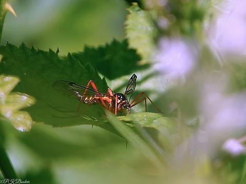 Cone-horn Cranefly (Ctenophora pectinicornis) This is a nationally scarce and spectacular-looking, 20mm-sized cranefly         .

To find out more about this beauty, read the accompanying text to this video:  https://www.youtube.com/watch?v=1HJMY0IVUKw              Ctenophora pectinicornis,Geotagged,Orange-sided Comb-Horn,Spring,United Kingdom