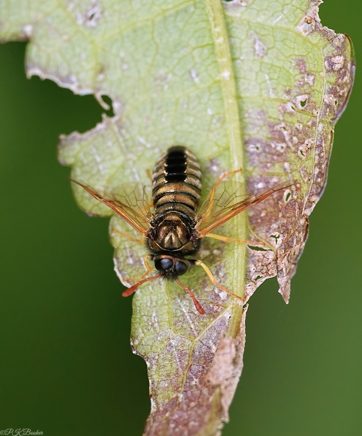 Orange-horned Scabious Clubhorn Sawfly (Abia nitens) Abia is a genus of sawflies belonging to the family Cimbicidae of which there are five species in the UK.<br />
<br />
Four of them have similar metallic green/bronze-coloured bodies (depending on the light) two with dark antennae and two with orange antennae. This species is the only one with antennae entirely orange.<br />
<br />
Formerly known as Abia sericea, A. nitens measures up to 12mm, is characteristically stout and has brown blotches on both wings.<br />
<br />
The common name derives from the larvae food plants, Field Scabious and Devil's-bit Scabious. <br />
<br />
This is probably the most common of the Abia genus and can be found throughout Britain in a variety of habitats including dry chalk and limestone grassland, wet heath, damp grassland and boggy woodland clearings, but not in huge numbers.<br />
<br />
Adults fly from May to August and visit flowers such as umbellifers and bedstraws. <br />
                        Abia nitens,Geotagged,Scabious Sawfly,Spring,United Kingdom