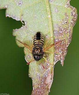 Orange-horned Scabious Clubhorn Sawfly (Abia nitens) Abia is a genus of sawflies belonging to the family Cimbicidae of which there are five species in the UK.

Four of them have similar metallic green/bronze-coloured bodies (depending on the light) two with dark antennae and two with orange antennae. This species is the only one with antennae entirely orange.

Formerly known as Abia sericea, A. nitens measures up to 12mm, is characteristically stout and has brown blotches on both wings.

The common name derives from the larvae food plants, Field Scabious and Devil's-bit Scabious. 

This is probably the most common of the Abia genus and can be found throughout Britain in a variety of habitats including dry chalk and limestone grassland, wet heath, damp grassland and boggy woodland clearings, but not in huge numbers.

Adults fly from May to August and visit flowers such as umbellifers and bedstraws. 
                        Abia nitens,Geotagged,Scabious Sawfly,Spring,United Kingdom