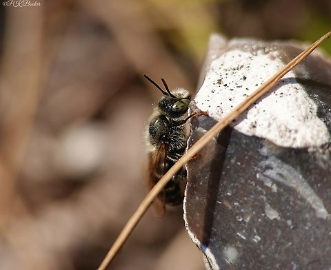 Welted Lesser Mason bee (Hoplitis claviventris) A really beautiful little bee, here represented by a unmistakably green-eyed male, which seemed obsessed with this piece of chalk stone around which it appeared to be diligently patrolling,occasionally taking the time nto bask in some rare warm sunshine.

For a closer look and for more information click here: https://www.youtube.com/watch?v=0gNUbXIhxXU              Geotagged,Hoplitis claviventris,Summer,United Kingdom,Welted Mason Bee