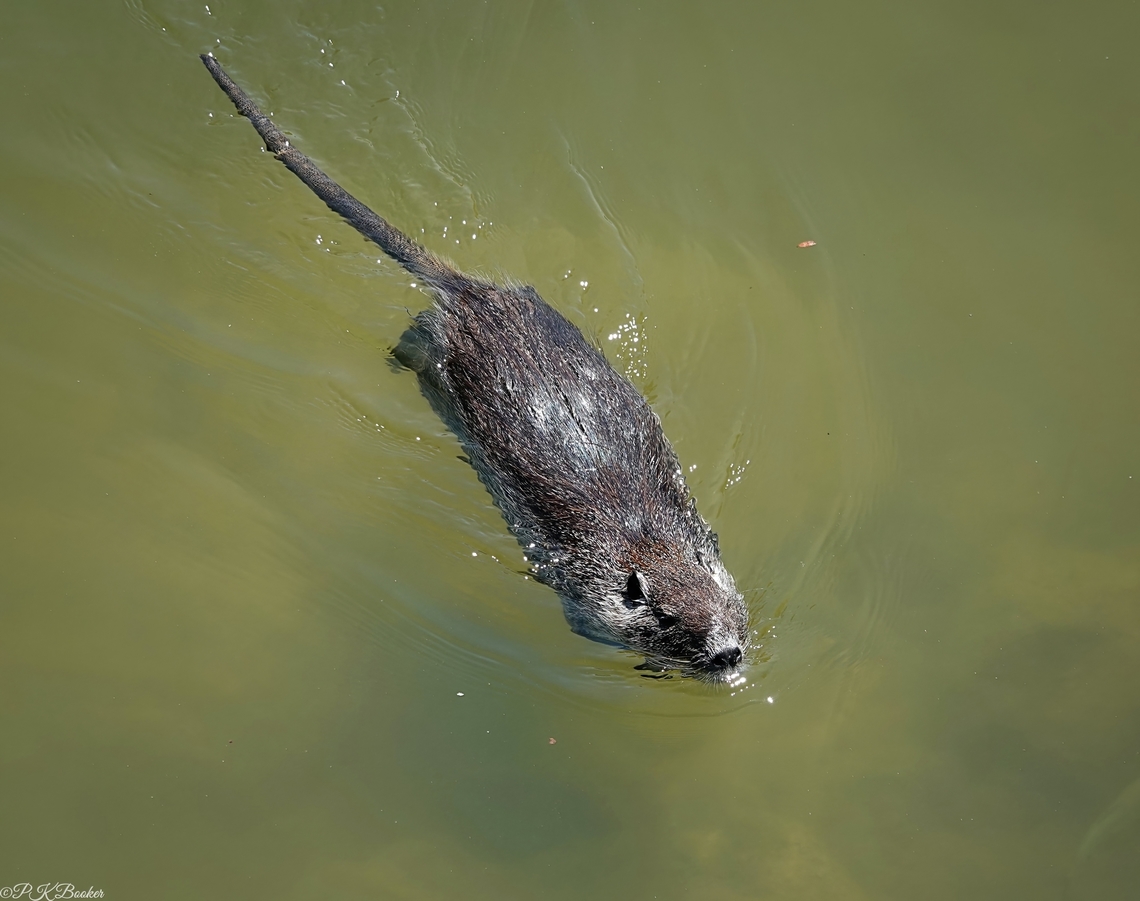 The Nutria (Myocastor coypus) Nutria is the Spanish word for &#039;Otter&#039; so it was understandable when I saw two Nutrias swimming towards me, I thought at first they were Beavers and if not Beavers, Otters.<br />
<br />
They were neither.<br />
<br />
To find out more, read the accompanying commentary to this video: <section class="video"><iframe width="448" height="282" src="https://www.youtube-nocookie.com/embed/wKQEv8Jc-kk?hd=1&autoplay=0&rel=0" frameborder="0" allowfullscreen></iframe></section><br />
 Coypu,Geotagged,Italy,Myocastor coypus,Summer