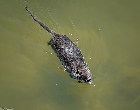 The Nutria (Myocastor coypus) Nutria is the Spanish word for 'Otter' so it was understandable when I saw two Nutrias swimming towards me, I thought at first they were Beavers and if not Beavers, Otters.

They were neither.

To find out more, read the accompanying commentary to this video: https://www.youtube.com/watch?v=wKQEv8Jc-kk
 Coypu,Geotagged,Italy,Myocastor coypus,Summer