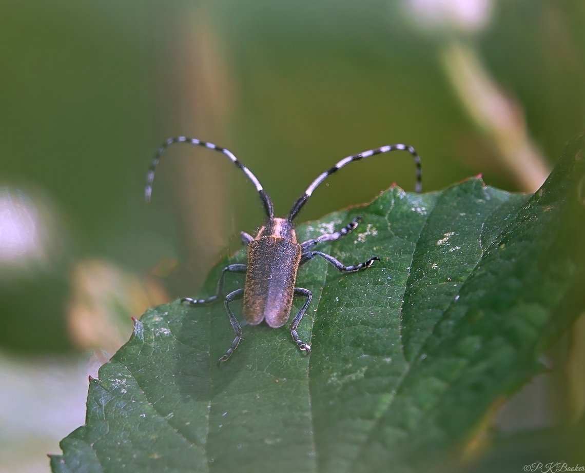 Golden-bloomed Grey Longhorn Beetle (Agapanthia villosoviridescens) One for those who like interesting species names. In this case both scientific and common names qualify.<br />
<br />
Agapanthia villosoviridescens is a very distinctive, locally common species of southern and central England, where it might be evident basking on warm, sunny days basking, most commonly on Umbels. <br />
<br />
Caught in the right light the mix of yellow, pale grey and golden scales that cover the head, thorax and elytra positively glow and just check out those impressive, bicoloured antennae.<br />
<br />
Th8is is one of just two UK longhorn beetle species to develop in herbaceous rather than woody plants. Females gnaw a hole into suitable stems before laying a single egg and resealing it with masticated plant material.<br />
<br />
Once hatched the larva feed internally, working its way down the stem to the roots of the host plant. <br />
<br />
Now up to 20mm in length, it will overwinter, feed a little more in spring and finally pupate for approx. a month before emerging about a week after its full transformation into an adult.<br />
<br />
Adults are diurnal and on the wing between late April and late august early September. Agapanthia villosoviridescens,Geotagged,Golden-bloomed grey longhorn beetle,Summer,United Kingdom