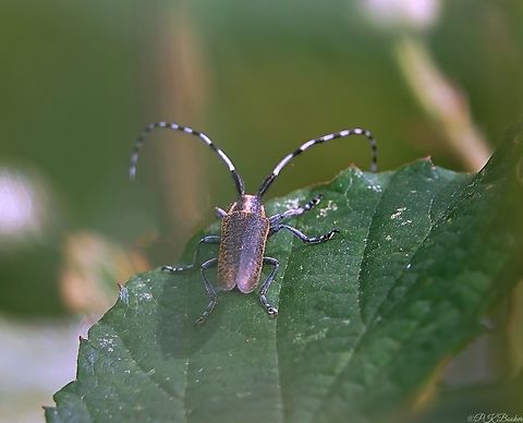 Golden-bloomed Grey Longhorn Beetle (Agapanthia villosoviridescens) One for those who like interesting species names. In this case both scientific and common names qualify.

Agapanthia villosoviridescens is a very distinctive, locally common species of southern and central England, where it might be evident basking on warm, sunny days basking, most commonly on Umbels. 

Caught in the right light the mix of yellow, pale grey and golden scales that cover the head, thorax and elytra positively glow and just check out those impressive, bicoloured antennae.

Th8is is one of just two UK longhorn beetle species to develop in herbaceous rather than woody plants. Females gnaw a hole into suitable stems before laying a single egg and resealing it with masticated plant material.

Once hatched the larva feed internally, working its way down the stem to the roots of the host plant. 

Now up to 20mm in length, it will overwinter, feed a little more in spring and finally pupate for approx. a month before emerging about a week after its full transformation into an adult.

Adults are diurnal and on the wing between late April and late august early September. Agapanthia villosoviridescens,Geotagged,Golden-bloomed grey longhorn beetle,Summer,United Kingdom