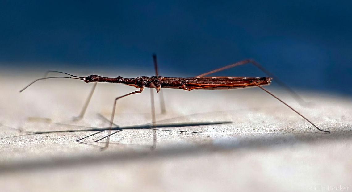 Water Measurer (Hydrometra stagnorum) On first sighting this elongated insect might easily be mistaken for some kind of small stick-insects.<br />
<br />
However, this is a sometimes hard-to-see semi-aquatic inhabitant of still waters.<br />
<br />
Find out more here:<section class="video"><iframe width="448" height="282" src="https://www.youtube-nocookie.com/embed/f0XcTtdE4vM?hd=1&autoplay=0&rel=0" frameborder="0" allowfullscreen></iframe></section><br />
<br />
                                Fall,Geotagged,Hydrometra stagnorum,United Kingdom
