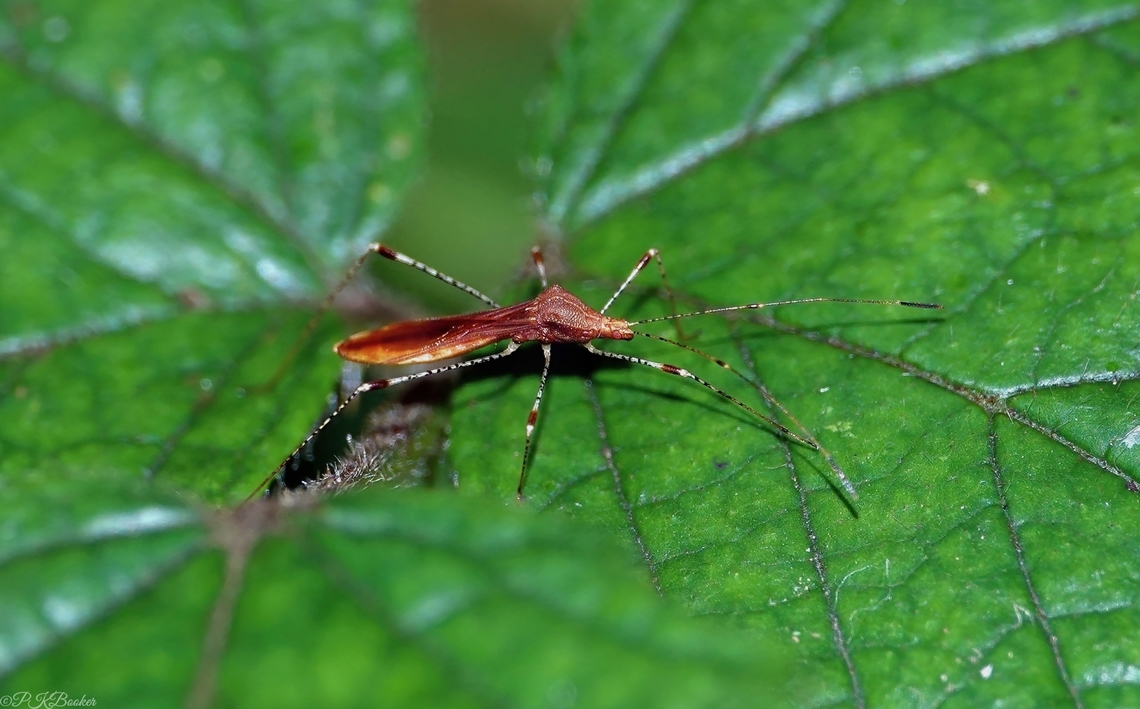 Stilt Bug (Metatropis rufescens) Stilt bug are slender-bodied, slow moving, long-legged plant feeders, which is just as well, because you cannot really imagine M rufescens chasing living prey its woodland habitat. <br />
<br />
<section class="video"><iframe width="448" height="282" src="https://www.youtube-nocookie.com/embed/AJumrc2JhiU?hd=1&autoplay=0&rel=0" frameborder="0" allowfullscreen></iframe></section> Fall,Geotagged,Metatropis rufescens,United Kingdom