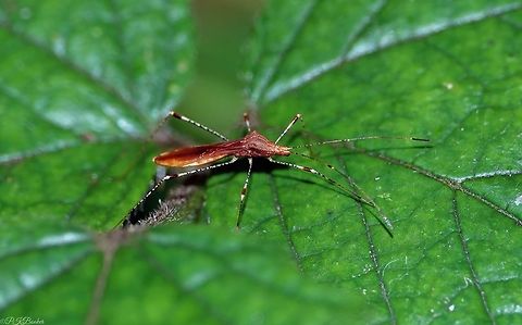 Stilt Bug (Metatropis rufescens) Stilt bug are slender-bodied, slow moving, long-legged plant feeders, which is just as well, because you cannot really imagine M rufescens chasing living prey its woodland habitat. 

https://www.youtube.com/watch?v=AJumrc2JhiU Fall,Geotagged,Metatropis rufescens,United Kingdom