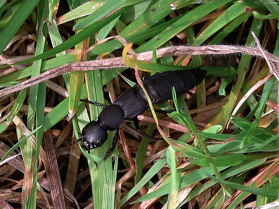 The Devils Coach Horse Beetle (Ocypus olens) One can only imagine what it would be like coming across one of these large and aggressive predators in the undergrowth, where few if any species are its master in the UK?<br />
<br />
And what might happen when two of these beetles decide to confront each other? I came across just such a scenario one day this past September, filming this species for a second time.<br />
<br />
<section class="video"><iframe width="448" height="282" src="https://www.youtube-nocookie.com/embed/d07pZ4P_bGk?hd=1&autoplay=0&rel=0" frameborder="0" allowfullscreen></iframe></section><br />
<br />
 Devils coach-horse beetle,Geotagged,Ocypus olens,United Kingdom