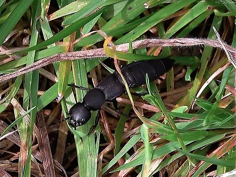 The Devils Coach Horse Beetle (Ocypus olens) One can only imagine what it would be like coming across one of these large and aggressive predators in the undergrowth, where few if any species are its master in the UK?

And what might happen when two of these beetles decide to confront each other? I came across just such a scenario one day this past September, filming this species for a second time.

https://www.youtube.com/watch?v=d07pZ4P_bGk

 Devils coach-horse beetle,Geotagged,Ocypus olens,United Kingdom