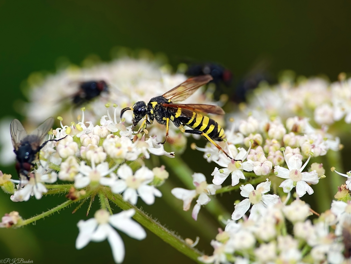 Marjoram Wasp Sawfly (Tenthredo thompsoni) This specimen took a while to identify with confidence, both due to similarity between species in this genus and because of some historical classification issues. <br />
<br />
More details here: <section class="video"><iframe width="448" height="282" src="https://www.youtube-nocookie.com/embed/cjSmWhCTtko?hd=1&autoplay=0&rel=0" frameborder="0" allowfullscreen></iframe></section>                      Geotagged,Marjoram Wasp-Sawfly,Summer,Tenthredo thompsoni,United Kingdom