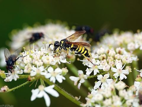 Marjoram Wasp Sawfly (Tenthredo thompsoni) This specimen took a while to identify with confidence, both due to similarity between species in this genus and because of some historical classification issues. 

More details here: https://www.youtube.com/watch?v=cjSmWhCTtko                      Geotagged,Marjoram Wasp-Sawfly,Summer,Tenthredo thompsoni,United Kingdom