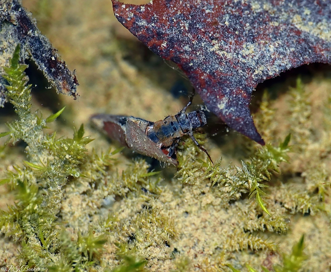 Cased larvae of the Mottled Sedge Caddisfly (Glyphotaelius pellucidus) Aquatic caddisfly are known for the remarkable variety of cases their larvae construct to protect them in the water.<br />
<br />
Some stick out (pun intended) more than others including this particular species.<br />
<br />
Find out why here:<section class="video"><iframe width="448" height="282" src="https://www.youtube-nocookie.com/embed/YEhvxXrG3Lg?hd=1&autoplay=0&rel=0" frameborder="0" allowfullscreen></iframe></section> Geotagged,Glyphotaelius pellucidus,United Kingdom,Winter