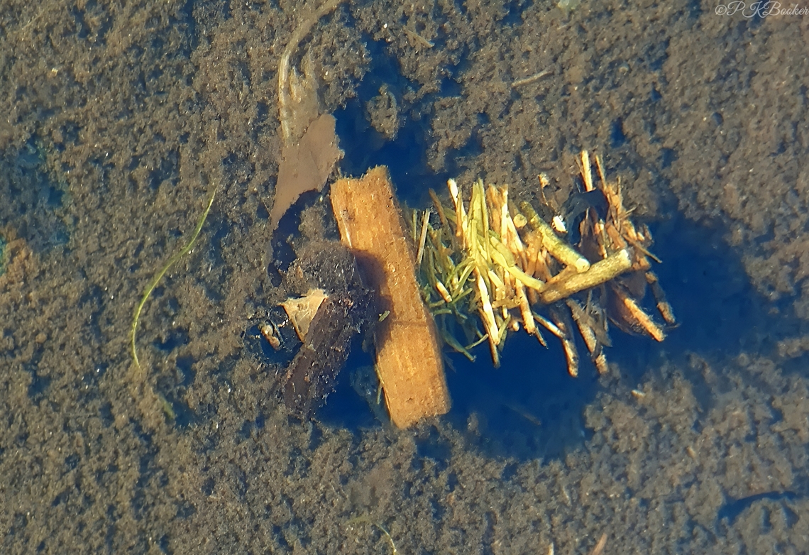 Larva of the caddisfly 'Limnephilus flavicornis' I recently posted about the larvae of the caddisfly &#039;Glyphotaelius pellucidus&#039; which also goes by the common name the Mottled sedge, which also has aquatic larvae. <br />
<br />
If you compare the video of that species with this (filmed in 2019) you&#039;ll see the quite dramatic difference in the architecture of the respective cases.<br />
<br />
I&#039;m not aware of any common name for Limnephilus flavicornis, but its lifecycle is no less remarkable.<br />
<br />
<br />
<br />
See the larva in action here and compare the two videos: <section class="video"><iframe width="448" height="282" src="https://www.youtube-nocookie.com/embed/xTZbMRPPN4M?hd=1&autoplay=0&rel=0" frameborder="0" allowfullscreen></iframe></section><br />
<br />
(Also check out my next post and video featuring this species as an adult caddisfly) Geotagged,Limnephilus flavicornis,United Kingdom
