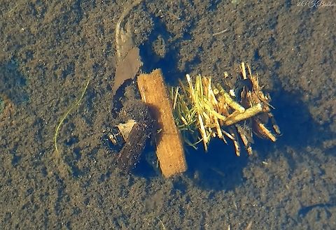 Larva of the caddisfly 'Limnephilus flavicornis' I recently posted about the larvae of the caddisfly 'Glyphotaelius pellucidus' which also goes by the common name the Mottled sedge, which also has aquatic larvae. 

If you compare the video of that species with this (filmed in 2019) you'll see the quite dramatic difference in the architecture of the respective cases.

I'm not aware of any common name for Limnephilus flavicornis, but its lifecycle is no less remarkable.



See the larva in action here and compare the two videos: https://www.youtube.com/watch?v=xTZbMRPPN4M

(Also check out my next post and video featuring this species as an adult caddisfly) Geotagged,Limnephilus flavicornis,United Kingdom