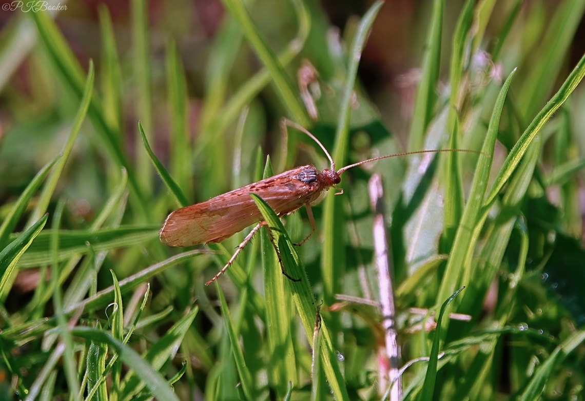 Caddisfly (Limnephilus flavicornis) Caddisflies have a &#039;holometabolis&#039; lifecyle which means they go through four distinct stages of development: egg, larva, pupa &amp; imago, also known as complete metamorphosis.<br />
<br />
This is the imago (adult) of the species featured as a larva in my previous post and once again, you can only marvel at the metamorphosis process: <section class="video"><iframe width="448" height="282" src="https://www.youtube-nocookie.com/embed/lrA3CtqBo4A?hd=1&autoplay=0&rel=0" frameborder="0" allowfullscreen></iframe></section>             Fall,Geotagged,Limnephilus flavicornis,United Kingdom