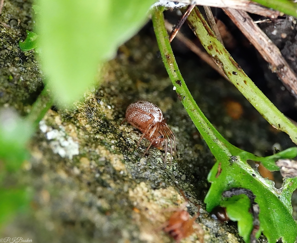 Horse-head Spider (Stemonyphantes lineatus) So named because the palps of the male of this species resemble a horse&#039;s head, this species has been on my &#039;bucket-list&#039; for a long time.<br />
<br />
Where did I eventually find it? In my front garden, less than one metre from my front door, where else!?<br />
<br />
While this is a female, I did also find a male which you can just see in fuzzy outline at the front of the photograph. I managed a clear shot of him too before they both scuttled off, but the palps were not visible.<br />
<br />
A beautifully coloured and marked species that has a scattered distribution throughout the UK, where it can be found for example, under stones, in animal burrows and in grass tussocks.<br />
<br />
This is a member of the family Linyphiidae, commonly known as Sheet Weavers or Money Spiders.<br />
<br />
While chalk downland is thought to be a preferred habitat, there are surprisingly few records on the chalk of the south downs? Geotagged,Horse-Head Spider,Stemonyphantes lineatus,United Kingdom,Winter