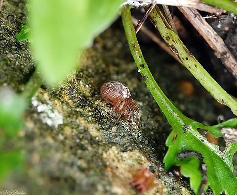 Horse-head Spider (Stemonyphantes lineatus) So named because the palps of the male of this species resemble a horse's head, this species has been on my 'bucket-list' for a long time.

Where did I eventually find it? In my front garden, less than one metre from my front door, where else!?

While this is a female, I did also find a male which you can just see in fuzzy outline at the front of the photograph. I managed a clear shot of him too before they both scuttled off, but the palps were not visible.

A beautifully coloured and marked species that has a scattered distribution throughout the UK, where it can be found for example, under stones, in animal burrows and in grass tussocks.

This is a member of the family Linyphiidae, commonly known as Sheet Weavers or Money Spiders.

While chalk downland is thought to be a preferred habitat, there are surprisingly few records on the chalk of the south downs? Geotagged,Horse-Head Spider,Stemonyphantes lineatus,United Kingdom,Winter