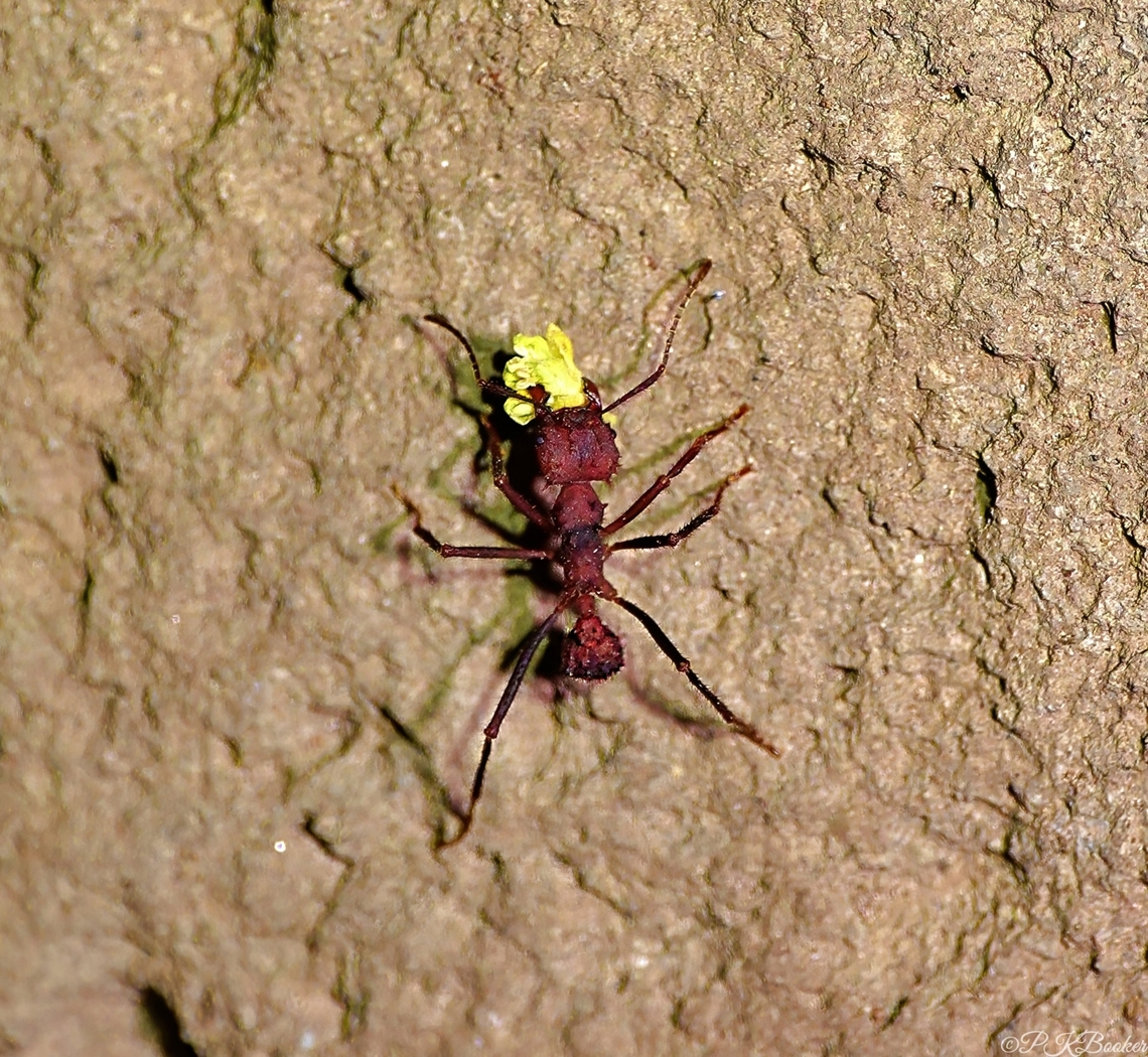 Hairy-headed Leafcutter Ant (Atta cephalotes) This individual is a soldier ant whose task it is to protect a constant stream of foraging workers as they carry leaf material back to the nest. <br />
<br />
It would appear logical to think they eat the leaves,when in fact, they are unable to do so.<br />
<br />
Discover what happens to all those leaves by watching this video and reading the accompanying commentary, which includes for me, THE most remarkable fact ever about ants! <br />
<br />
Now there&#039;s something to live up to!<br />
<br />
<section class="video"><iframe width="448" height="282" src="https://www.youtube-nocookie.com/embed/S_WuLdurf8s?hd=1&autoplay=0&rel=0" frameborder="0" allowfullscreen></iframe></section><br />
 Atta cephalotes,Costa Rica,Geotagged,Winter