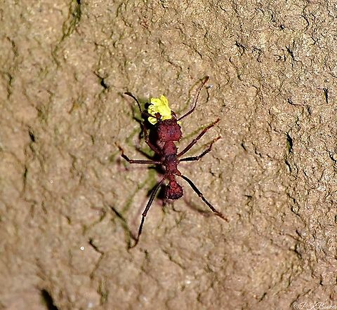 Hairy-headed Leafcutter Ant (Atta cephalotes) This individual is a soldier ant whose task it is to protect a constant stream of foraging workers as they carry leaf material back to the nest. 

It would appear logical to think they eat the leaves,when in fact, they are unable to do so.

Discover what happens to all those leaves by watching this video and reading the accompanying commentary, which includes for me, THE most remarkable fact ever about ants! 

Now there's something to live up to!

https://www.youtube.com/watch?v=S_WuLdurf8s
 Atta cephalotes,Costa Rica,Geotagged,Winter