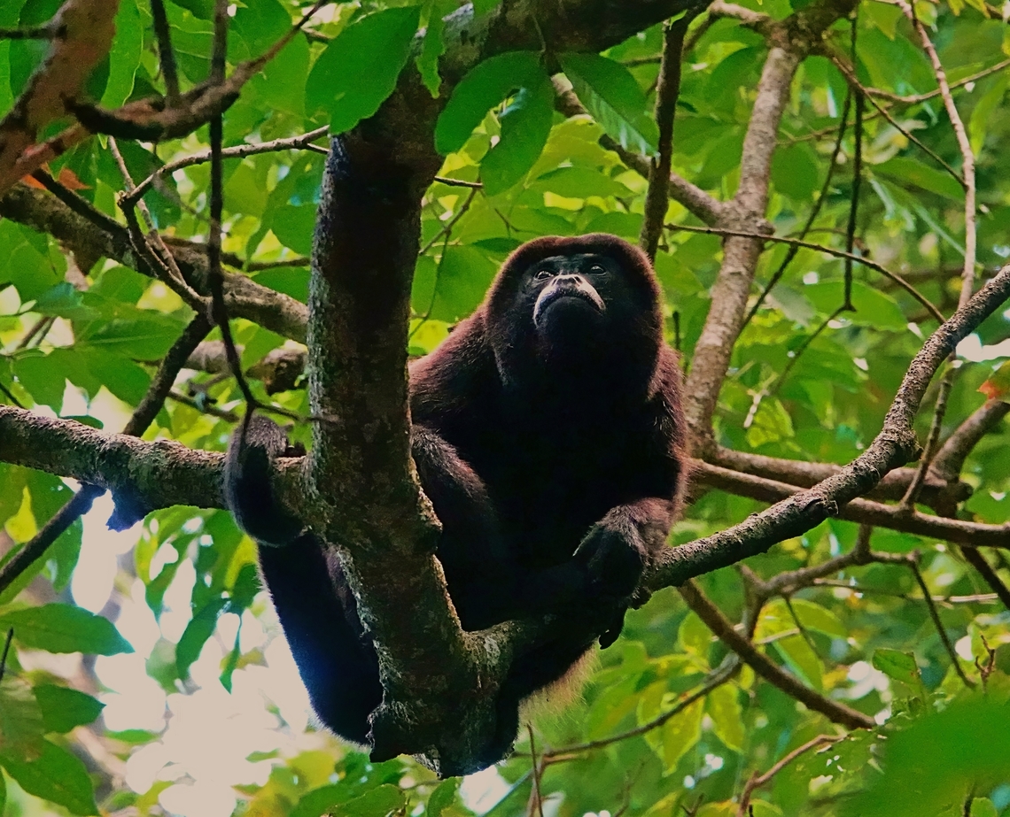 Mantled Howler Monkey (Alouatta palliata) After many hours driving my friend and I arrived at our pretty remote base in Costa Rica at dusk, set our belongings down and immediately headed to what sounded like a running stream nearby.<br />
<br />
Making our way slowly across difficult terrain alongside the stream, little did we know what lay in wait for us immediately above our heads.<br />
<br />
One mighty howl later and the presence of this male Mantled Howler Monkey became all too obvious. <br />
<br />
Thankfully, were not his concern, because he was in fact beginning to settle for the night and dusk is one of the timesof the day when he&#039;s most likely to live up to his name.<br />
<br />
Have a listen and just imagine how high we jumped when he first took us by surprise:   <section class="video"><iframe width="448" height="282" src="https://www.youtube-nocookie.com/embed/22DjaCkebOY?hd=1&autoplay=0&rel=0" frameborder="0" allowfullscreen></iframe></section>      Alouatta palliata,Costa Rica,Geotagged,Mantled howler,Winter