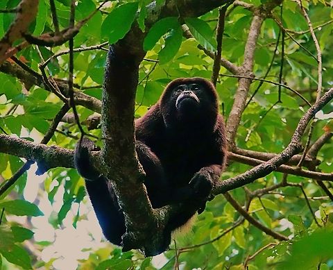 Mantled Howler Monkey (Alouatta palliata) After many hours driving my friend and I arrived at our pretty remote base in Costa Rica at dusk, set our belongings down and immediately headed to what sounded like a running stream nearby.

Making our way slowly across difficult terrain alongside the stream, little did we know what lay in wait for us immediately above our heads.

One mighty howl later and the presence of this male Mantled Howler Monkey became all too obvious. 

Thankfully, were not his concern, because he was in fact beginning to settle for the night and dusk is one of the timesof the day when he's most likely to live up to his name.

Have a listen and just imagine how high we jumped when he first took us by surprise:   https://www.youtube.com/watch?v=22DjaCkebOY      Alouatta palliata,Costa Rica,Geotagged,Mantled howler,Winter