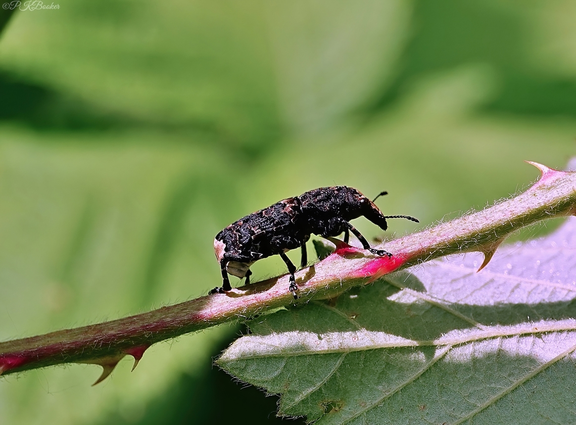 A Cramp-Ball Fungus Weevil (Platyrhinus resinosus) Despite there being 10 genera in the family Anthribidae the whole family consists of just 11 species in the UK, this being the only member of the genus Platyrhinus, although some of you might recognise a resemblance to Platystomos albinus I have featured previously?<br />
<br />
Also going by the names King Alfred&rsquo;s Cakes Weevil or Scarce Fungus weevil, it might not be a surprise to learn this is both a scarce (Nationally notable B) species and seemingly associated with the fungus &#039;Daldinia concentrica&#039; known as either the Cramp-ball or King Alfred&#039;s fungus, within which the larvae develop.<br />
<br />
The largest weevil in its family with a length of up to 15mm this is mainly a southern UK species, widespread but local. with habitats that include woodland, copses, hedgerows, gardens, parks, allotments and churchyards etc.<br />
<br />
It flies from the spring through to the autumn but can be hard to spot both in the air and otherwise.<br />
<br />
Anything more than a close inspection could easily fool anyone into thinking the weevil is merely a bird dropping, given its pretty effecting camouflage.<br />
<br />
An impressive insect indeed.<br />
                  Cramp-ball fungus weevil,Geotagged,Platyrhinus resinosus,Spring,United Kingdom