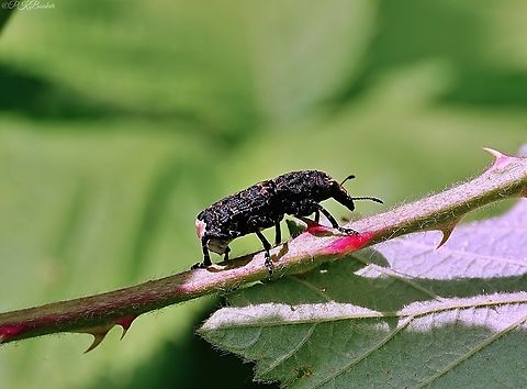 A Cramp-Ball Fungus Weevil (Platyrhinus resinosus) Despite there being 10 genera in the family Anthribidae the whole family consists of just 11 species in the UK, this being the only member of the genus Platyrhinus, although some of you might recognise a resemblance to Platystomos albinus I have featured previously?

Also going by the names King Alfred’s Cakes Weevil or Scarce Fungus weevil, it might not be a surprise to learn this is both a scarce (Nationally notable B) species and seemingly associated with the fungus 'Daldinia concentrica' known as either the Cramp-ball or King Alfred's fungus, within which the larvae develop.

The largest weevil in its family with a length of up to 15mm this is mainly a southern UK species, widespread but local. with habitats that include woodland, copses, hedgerows, gardens, parks, allotments and churchyards etc.

It flies from the spring through to the autumn but can be hard to spot both in the air and otherwise.

Anything more than a close inspection could easily fool anyone into thinking the weevil is merely a bird dropping, given its pretty effecting camouflage.

An impressive insect indeed.
                  Cramp-ball fungus weevil,Geotagged,Platyrhinus resinosus,Spring,United Kingdom