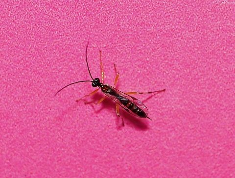Zatypota albicoxa I'm back!

Zatypota is a genus of spider-hunting Ichneumon wasps in the sub-family Pimplinae. There are 40 known species of which 6 are on the NBN database for the UK, with just 40 records between them. Even allowing for the NBN lag, they are clearly few and far between.

Just 2 of those records (now 3) refer to Zatypota albicoxa, a parisitoid of the spider Parasteatoda tepidariorum (American House Spider).

This species has some interesting behaviours. 

Two modes of oviposition have been observed. 
In the first the wasp hung on the web, pulling the thread with its fore leg, until the spider lifted itself up, ambush-style, at which point the wasp pounces.
In the second, the wasp hung on the web at the mid-point next to the 'gumfoot thread' (a special, spring-loaded thread used by some spiders) and then flew at the spider from there as soon as it appeared.

Even more remarkable, the wasp appears to lay male or female-producing eggs by assessing the size of its victim, larger specimens hosting female-producing eggs. She does this not by expelling the eggs from the tip of the ovipositor. but from the tip of its abdomen.

Z. albicoxa is an ectoparasitoid, which lays its eggs on the outside of its host the emerging larvae eventually killing the host.
            
          Geotagged,Summer,United Kingdom,Zatypota albicoxa