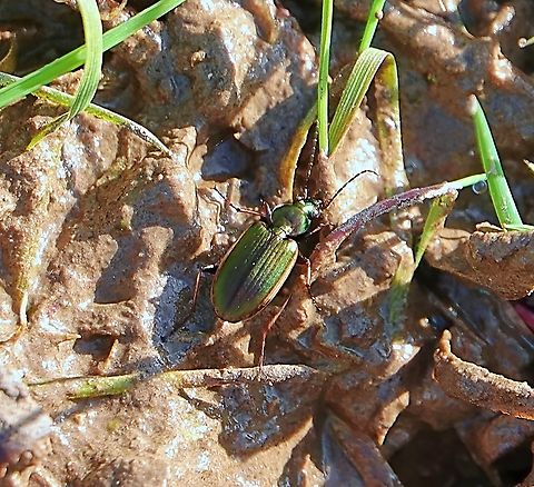 Agonum marginatum This is an 8.5-10.5mm long bright metallic green beetle with yellow edges to the elytra, in the family Carabidae (Ground beetles) and one of eight UK species in the genus.

Widespread and locally common, it's usually found on muddy and marshy edges of ponds lakes and streams and being an efficient flier is quick to colonise suitable habitat.

There are similar-looking green ground beetles, in particular Chlaenius vestitus. Agonum marginatum has more rounded hind margins of the pronotum and an upper surface which is both smoother and less hairy.

                        Agonum marginatum,Geotagged,Spring,United Kingdom