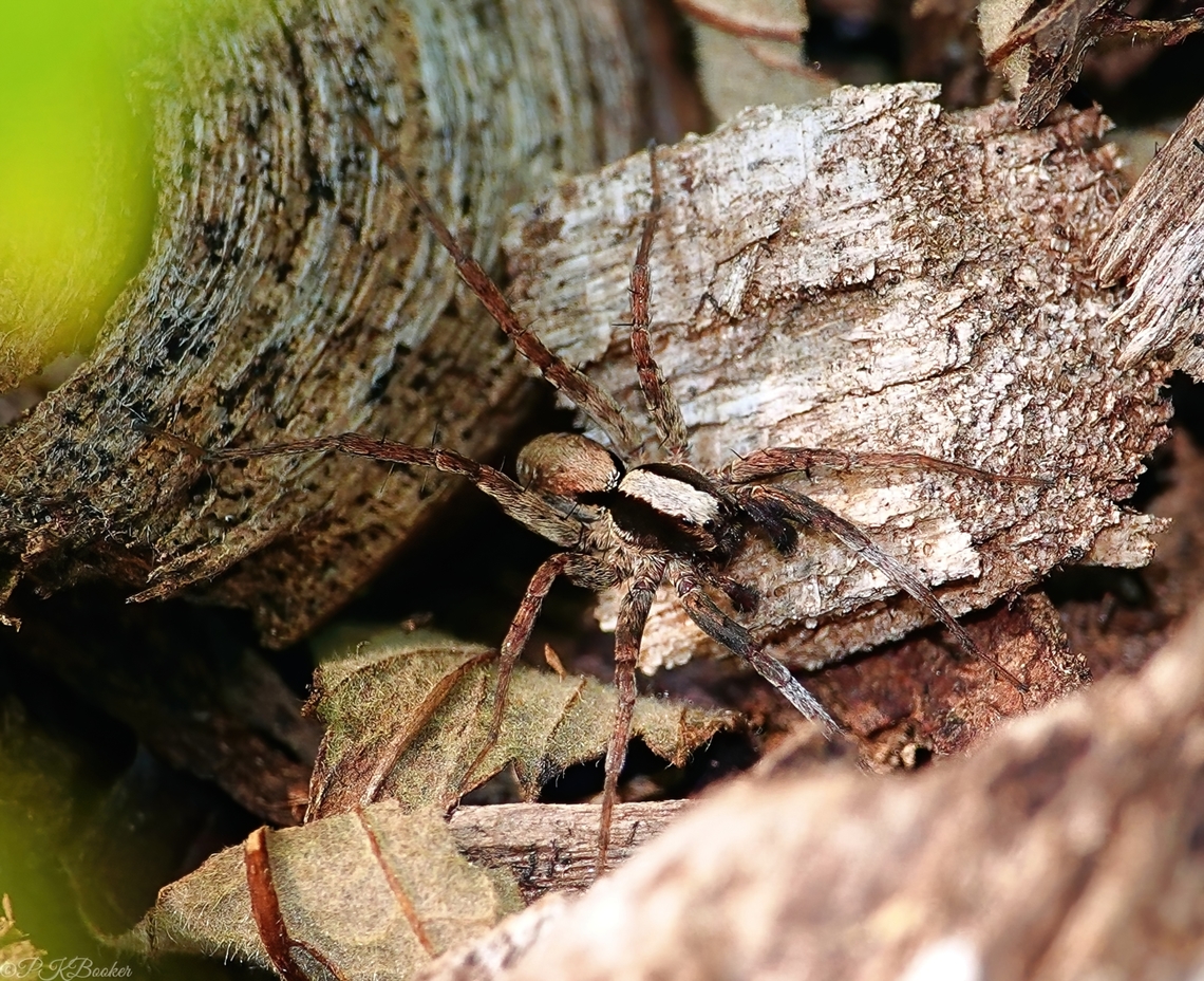 Burnt Wolf Spider (Xerolycosa nemoralis) There was a time in late spring and early summer when there were so many Wolf spiders under my feet during my daily explorations, it required extreme care not to step on them. I suspect it was nigh on impossible to succeed 100% of the time.<br />
<br />
When you see so many and you know they can be extremely difficult to identify, even from the best photographs, it's all too easy to fail to pay them any further attention.<br />
<br />
Luckily, on a late afternoon visit to local woods, something must have triggered my interest, because this time I did pay attention to a few individuals scurrying across a small clearing. <br />
<br />
They turned out to be something a little special, for me at least.<br />
<br />
Find out what, here: <section class="video"><iframe width="448" height="282" src="https://www.youtube-nocookie.com/embed/dTNC-sOYhd8?hd=1&autoplay=0&rel=0" frameborder="0" allowfullscreen></iframe></section>   Geotagged,Spring,United Kingdom,Wolf-spider,Xerolycosa nemoralis
