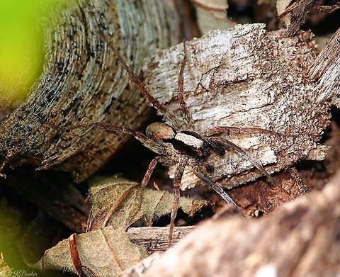 Burnt Wolf Spider (Xerolycosa nemoralis) There was a time in late spring and early summer when there were so many Wolf spiders under my feet during my daily explorations, it required extreme care not to step on them. I suspect it was nigh on impossible to succeed 100% of the time.

When you see so many and you know they can be extremely difficult to identify, even from the best photographs, it's all too easy to fail to pay them any further attention.

Luckily, on a late afternoon visit to local woods, something must have triggered my interest, because this time I did pay attention to a few individuals scurrying across a small clearing. 

They turned out to be something a little special, for me at least.

Find out what, here: https://www.youtube.com/watch?v=dTNC-sOYhd8   Geotagged,Spring,United Kingdom,Wolf-spider,Xerolycosa nemoralis