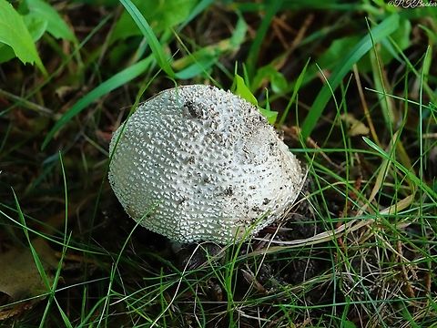 Solitary Amanita (Amanita echinocephala) An appropriate common name given this large, impressive and distinctive specimen was most definitely solitary when I 'found' it.

I can't really claim to have 'found' it since it was located just feet from where I had parked my bike hours earlier to set off on a walk with my camera. I only noticed it on my return and I'm mighty pleased I did.

Amanita echinocephala is classified as "rare and vulnerable" (I know the feeling) on the UK Red List. it is usually described as 'very rare. It's presence is mainly restricted to alkaline soils in areas of of southern England, where it can be found growing on soil near trees, especially hardwoods like Beech.

The species identifying name originates from the Greek words "e'chinos", meaning either hedgehog or sea-urchin (both associated with spines) while "cepha'le" means 'a head'. Both terms were subsequently adopted into Latin, giving the prefix echino- meaning 'spiny' or 'spiky' and -cephalum, again meaning 'a head'. 

Thus we have, Amanita 'a variety of fungus' echinocephala 'with a spiny head'.

Those spiny pyramidal warts grow on a white, ivory, or silver-grey cap of up to 15 cm in diameter on a stem of up to 16cm in height and between 1cm and 2cm in diameter.  In wet weather many of the warts may wash off.

This is often one of the earliest of the autumn fungi to emerge and is notably drought resistant. Just as well given the wonderful hot and dry summer we've experienced, until that is. soppy September arrived.

Some reports suggest this mushroom may be eaten, but it is toxic and can cause long-term kidney damage.
 Amanita echinocephala,Geotagged,Summer,United Kingdom